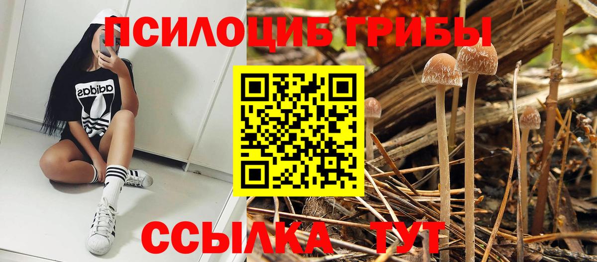 Галлюциногенные грибы Cubensis Киров